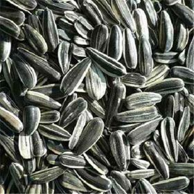 Seeds Sunflower Seeds R/S (1x25LB )