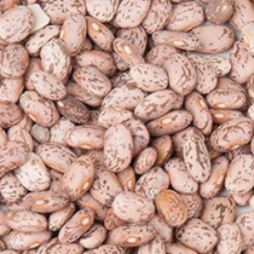 OG2 PINTO BEANS (25 X 25 LB)