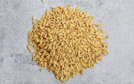 Grains Whole Oat Groats (1x25LB )