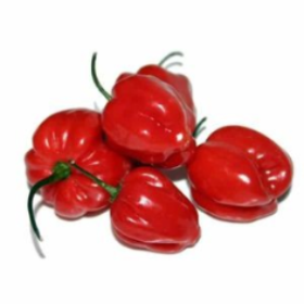 Ecuadorian Chilli Pepper Aji Rocoto